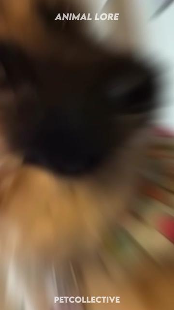@ANIMAL LORE