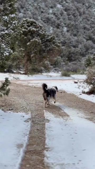 @lauren | dog behavior pro