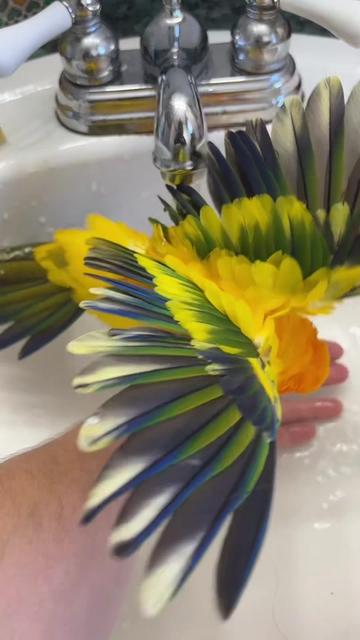 @Bird_Tails