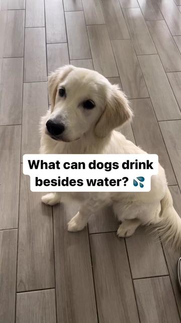 @PetFitness
