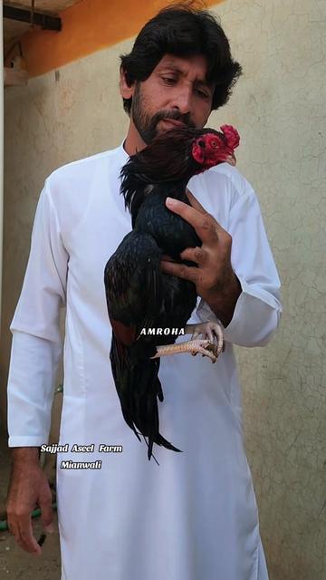 @Sajjad Aseel Farm