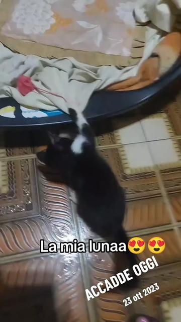 @nancymodica03