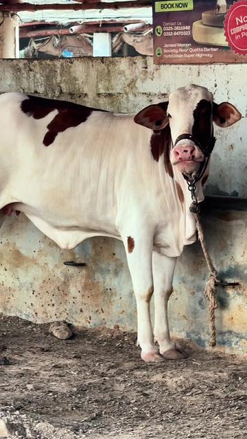 @Karachi Bull lovers