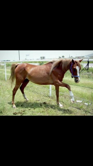 @arabianrescuetherapy
