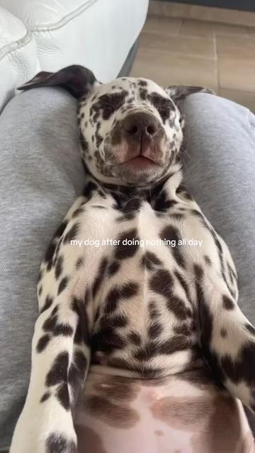 @animalmemester