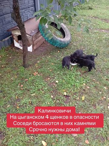 @Директор &laquo;Песокот&raquo;250🐈🐶