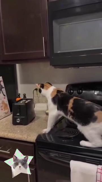 @catmood_dailymix