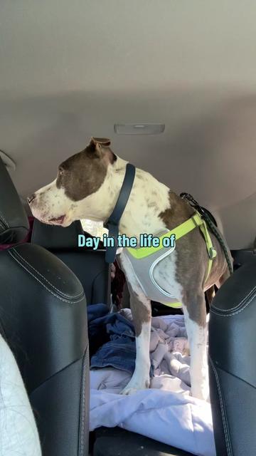 @caponethepitty