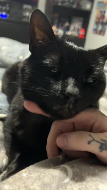 @Teefie_tribe 🐈&zwj;⬛🐈&zwj;⬛🐈🦷🦷