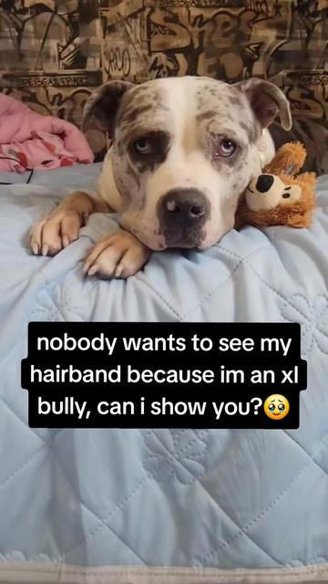 @kirsty+starlight the xl bully