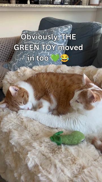 @One and a Half Orange Cats