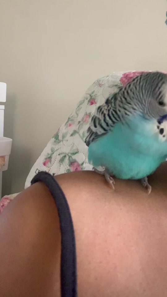@Blu_the_budgie 🇹🇹