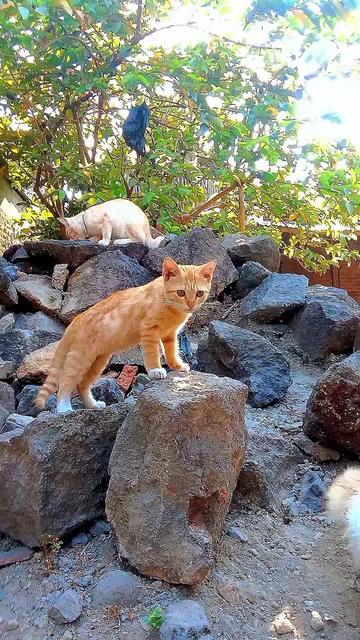 @Biru Cat's Family