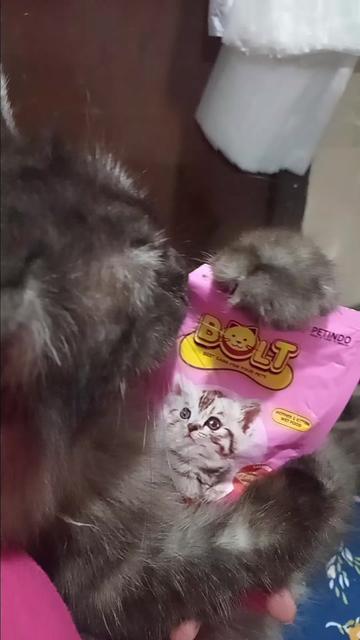 @Mocha, Mochi & Bang Belang