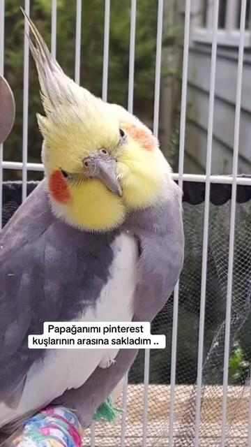 @Svg.K.E