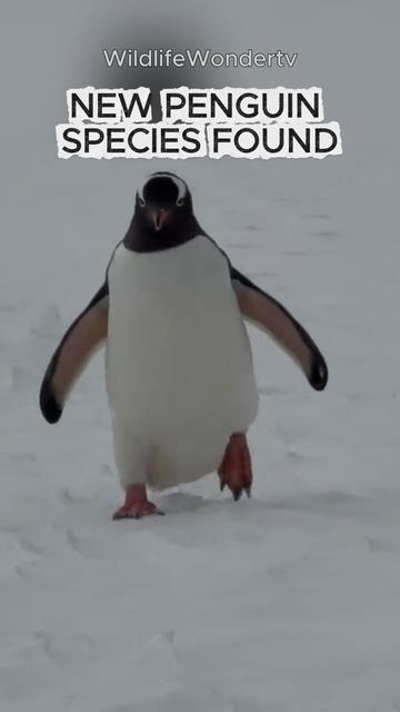 @WildlifeWonderTV Animal Facts