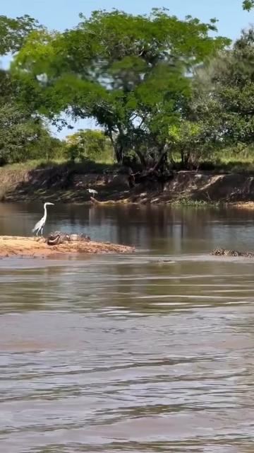 @Descubrimientoanimal