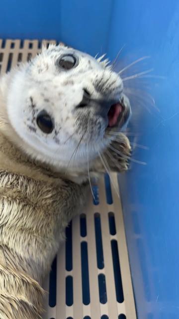 @Marine Mammal Rescue Society