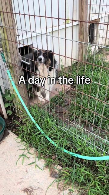 @Kayleigh | Animal Welfare