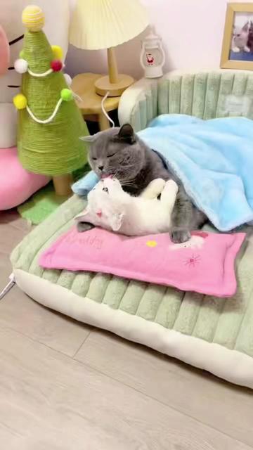 @The Kitten Council 😻😻