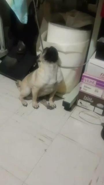 @pug.lovers53