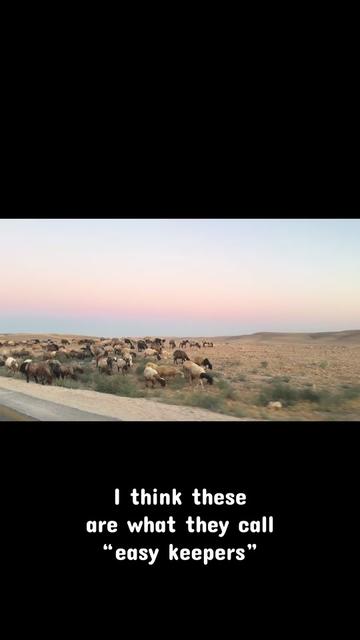 @Flat Rock Cattle Co