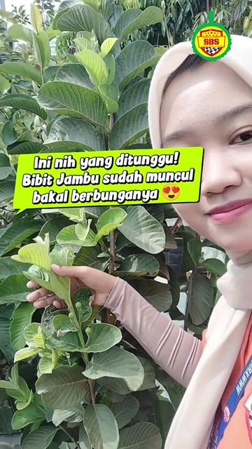 @Produksi Buah_SBS