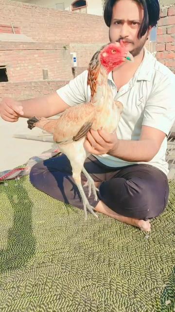 @Royal birds