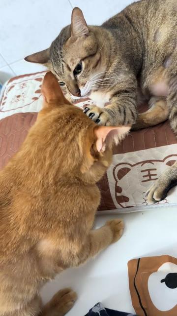 @Khế thúi
