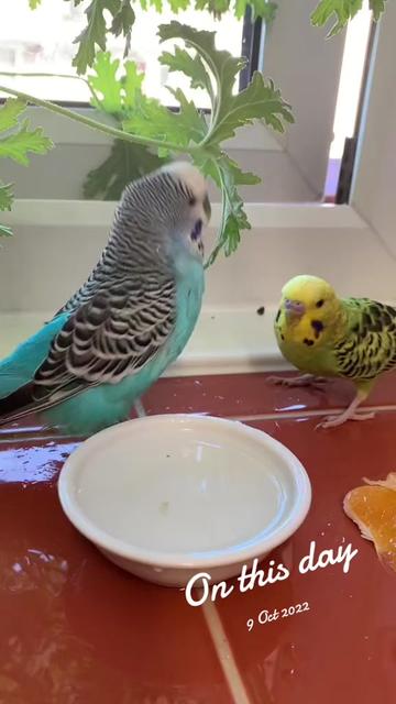 @Blu_the_budgie 🇹🇹