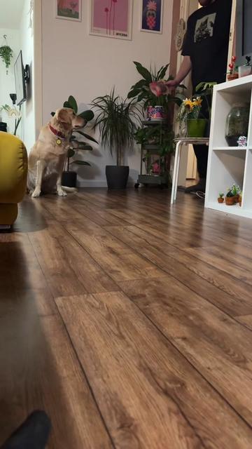 @animall_cz