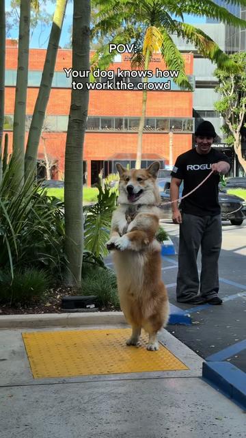@apollothecorgimute