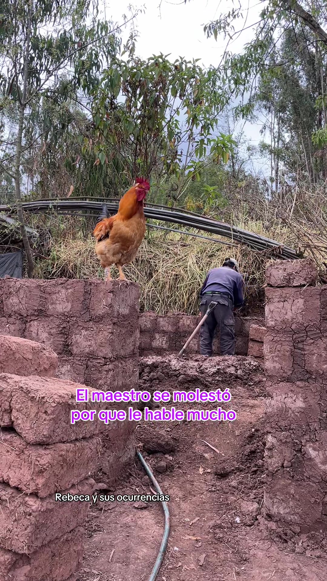 @🐈Rebeca y sus ocurrencias