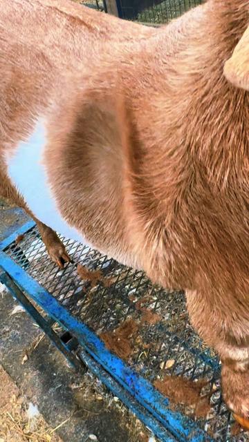 @Klein Kraal Farm🐐