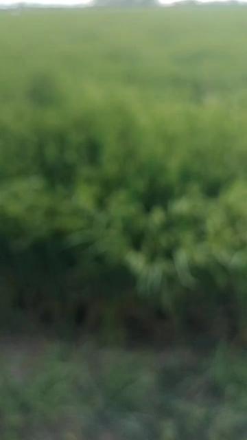 @himdoi59