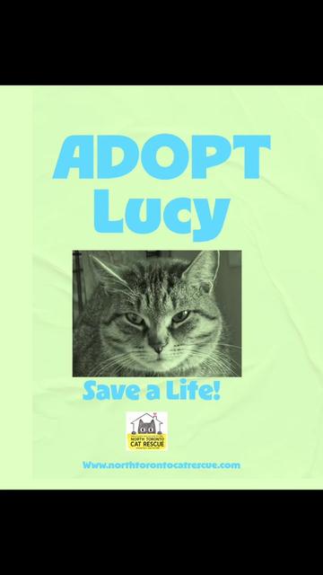 @North Toronto Cat Rescue