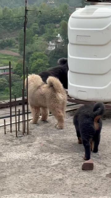 @Kashmiri_Bakrwal_Dog