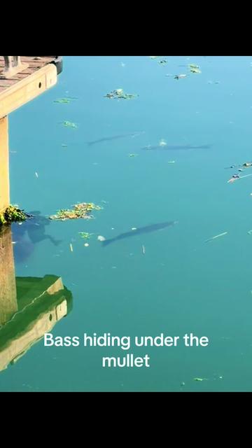 @Mental elf fishin
