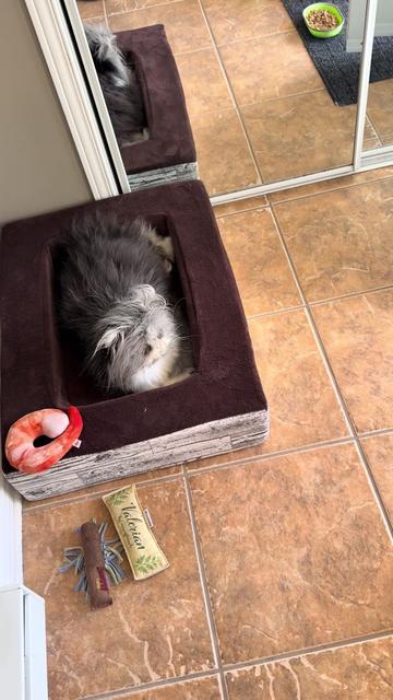 @atchoumthecat