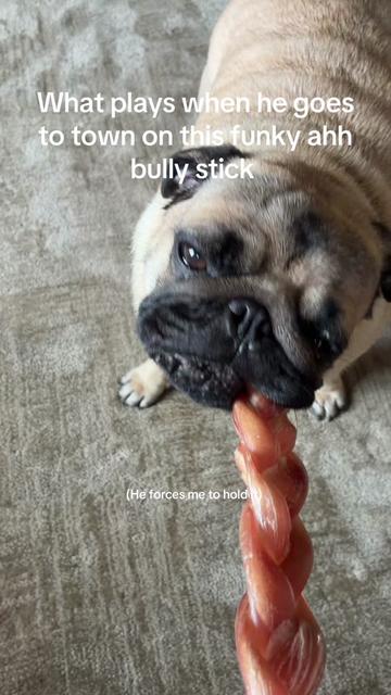 @thewinterpug