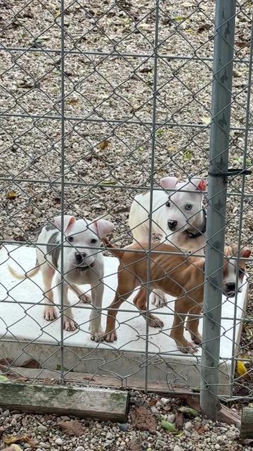 @sftsanimalrescue