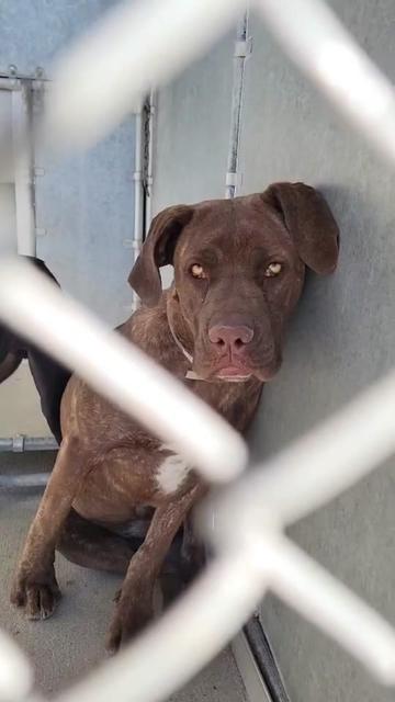 @Cane Corsos