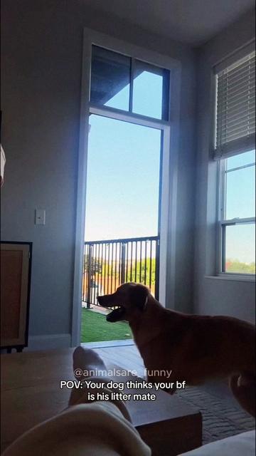 @Funny animals ๐น๐ถ๐บ๐ธ