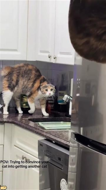 @Funny cat 520
