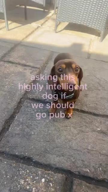 @BellaLongDog