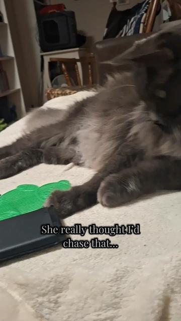 @Manny der Strizzikater