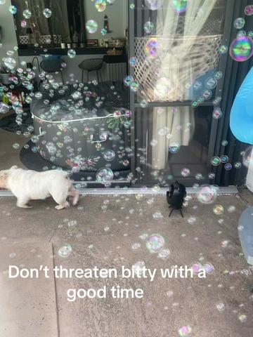 @itty_bitty_Brittany