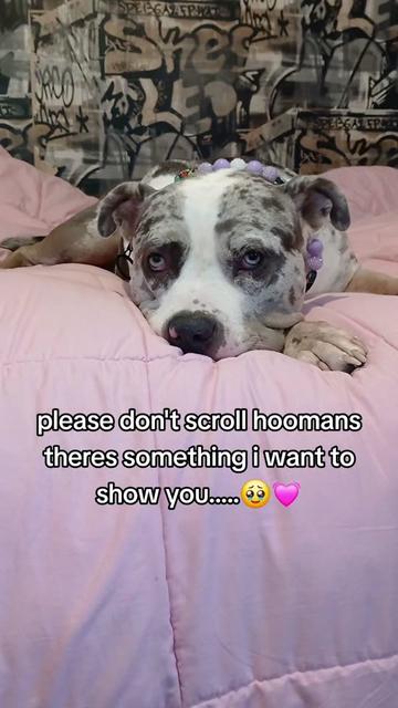 @kirsty+starlight the xl bully
