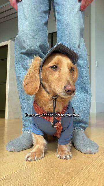 @cashewdachshund