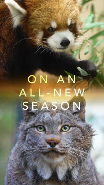 @Mutual of Omaha's Wild Kingdom